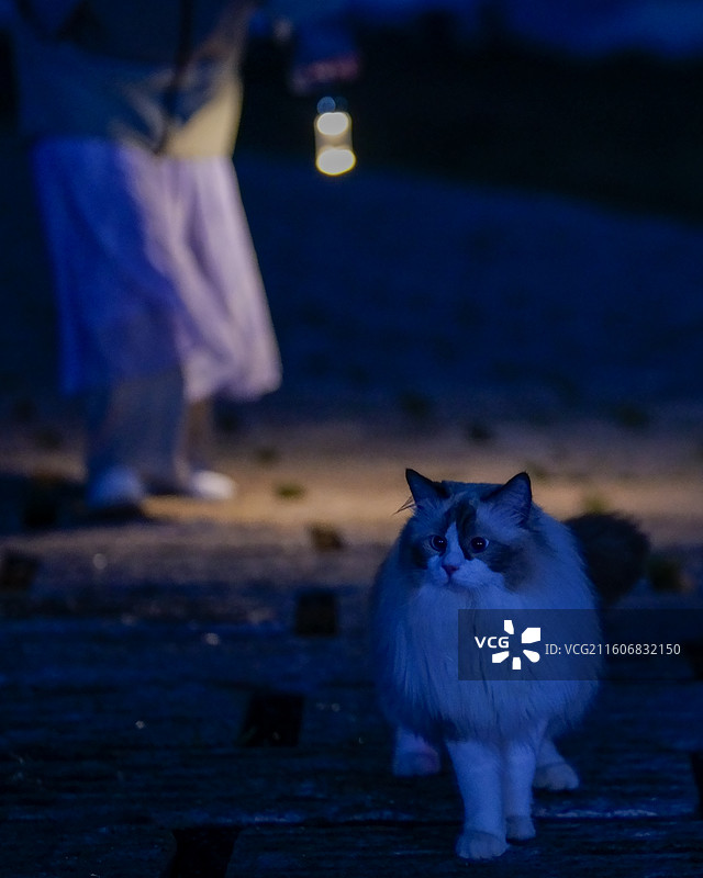晚上站在人行道上的猫的低角度视图图片素材