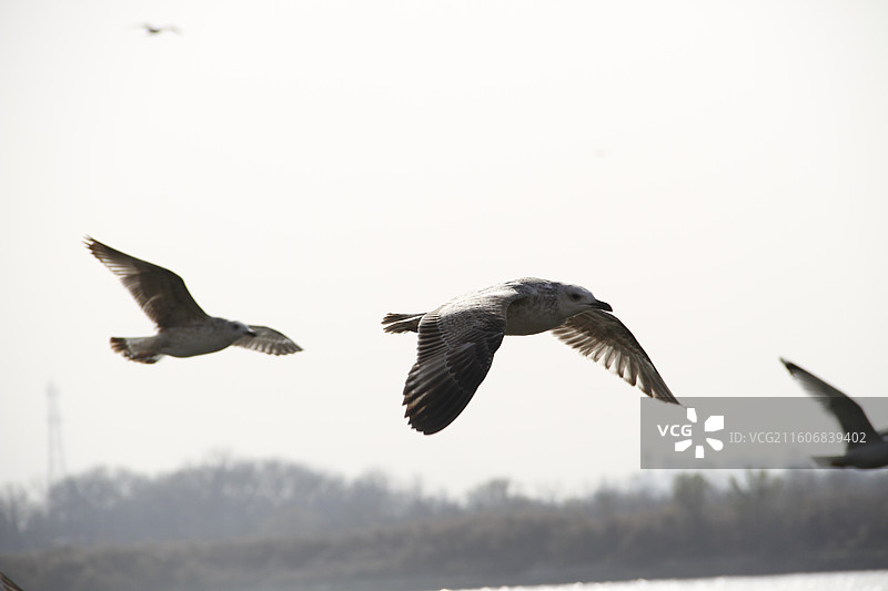 老码头观海鸥图片素材