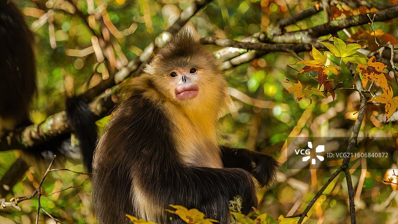 滇金丝猴图片素材