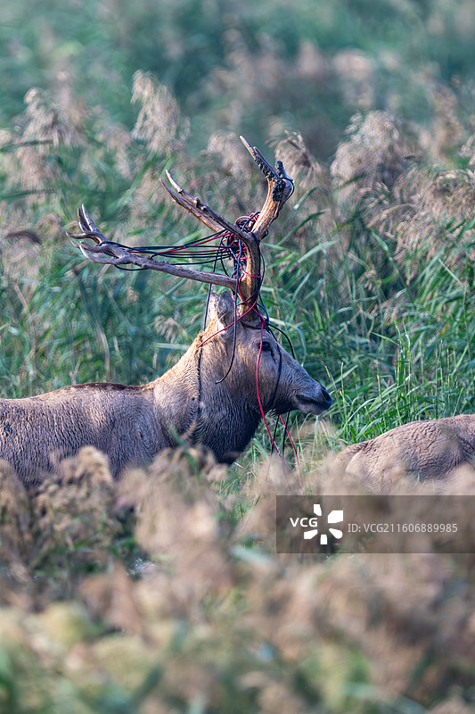 江苏盐城大丰麋鹿国家级自然保护区中的麋鹿图片素材