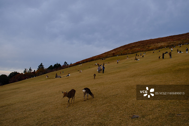 日本奈良 小鹿 秋天 红叶 春日大社 若草山图片素材