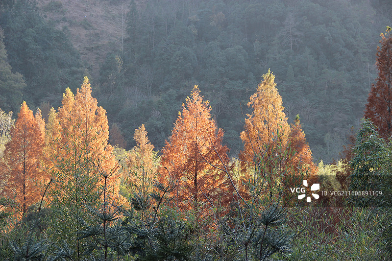 杭州 临安 神龙川风景区 秋天 山 森林 杉树 红杉 树 树林图片素材