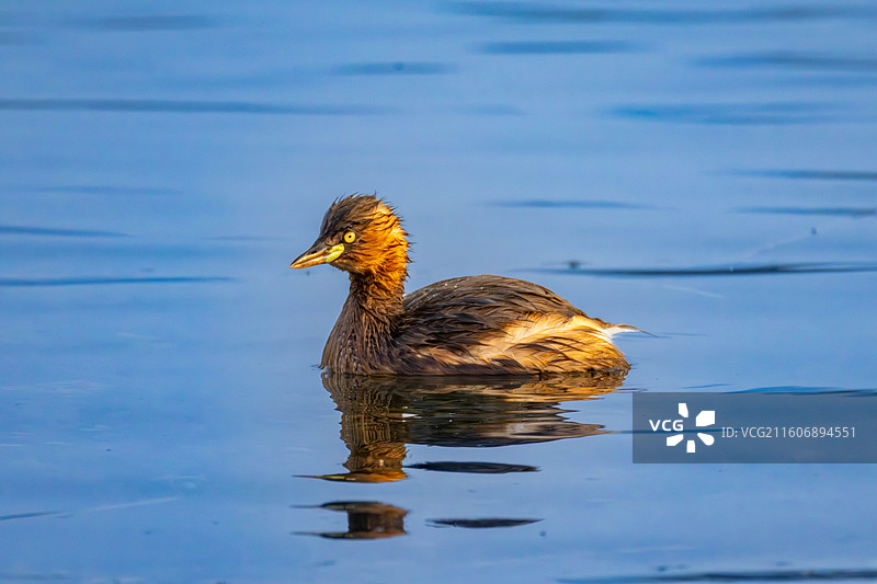 小鸊鷉图片素材
