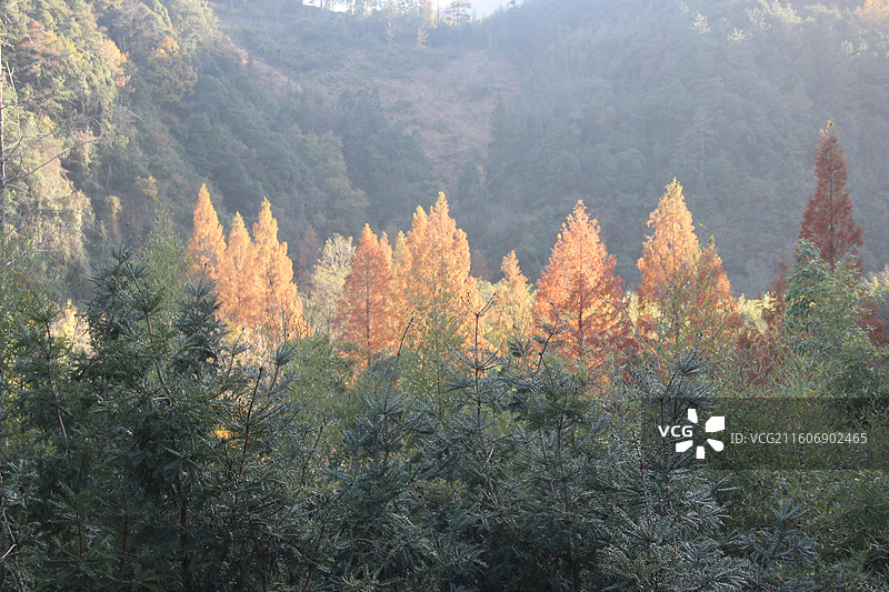 杭州 临安 神龙川风景区 秋天 山 森林 杉树 红杉 树 树林图片素材