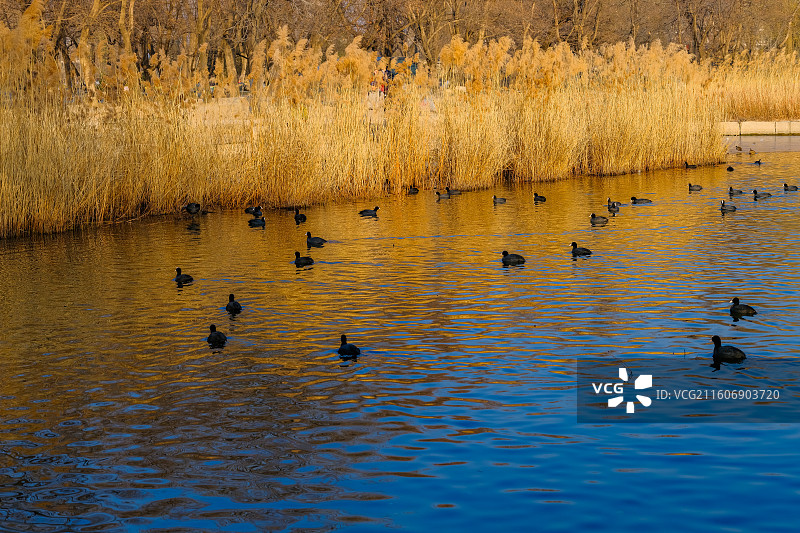 北京圆明园遗址公园-长春园-黑天鹅观赏区图片素材