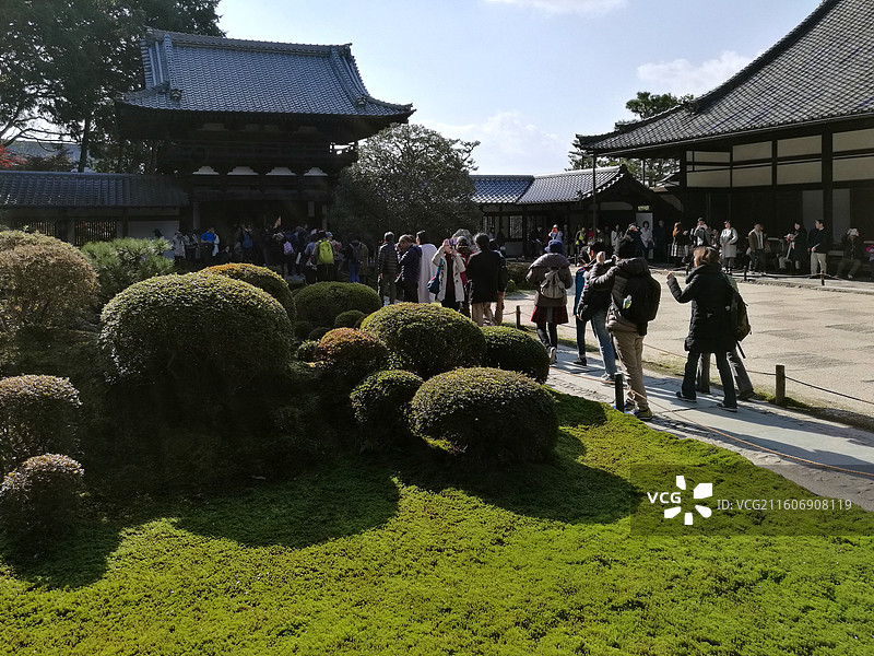 日本京都东福寺的秋天小叶红枫红叶图片素材