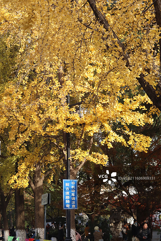 苏州道前街银杏图片素材