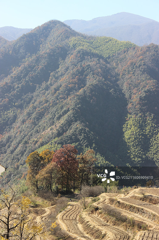 枫叶 杭州 临安 神龙川风景区 秋天 山 森林 树上枫叶的特写镜头图片素材