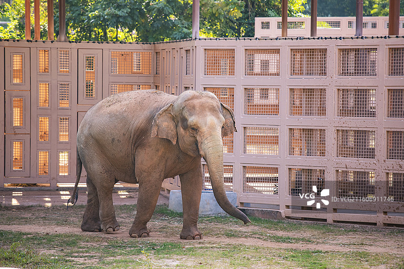 动物园里的大象图片素材