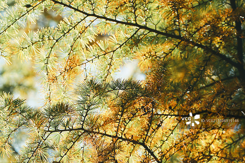 冬阳里的松树林图片素材