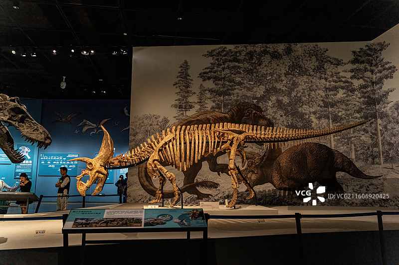 四川成都自然博物馆藏三角龙恐龙化石图片素材