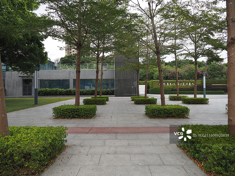 深圳市福田区香蜜公园小叶榄仁广场图片素材