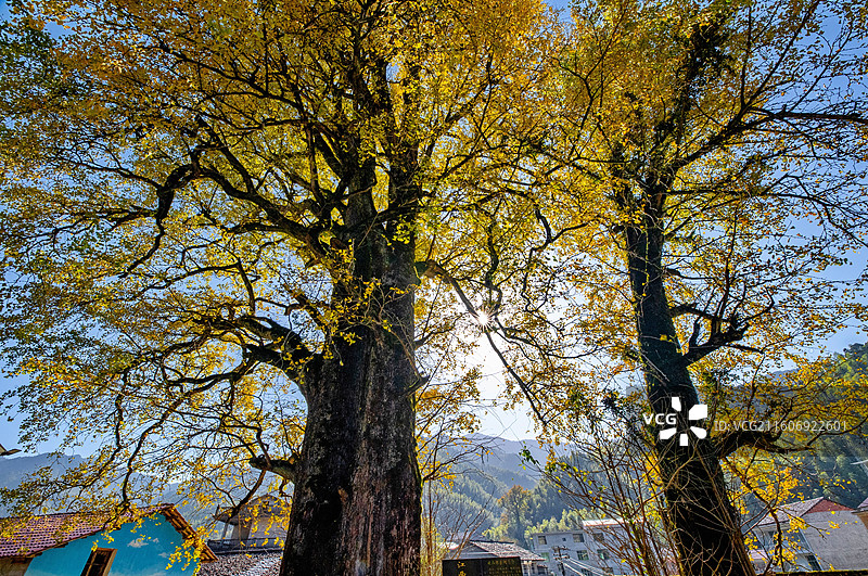 江西抚州金溪县峡山村千年银杏古树名木，树干枝头挂满金黄的树叶，在阳光逆光的映衬下，美景光芒四射。图片素材