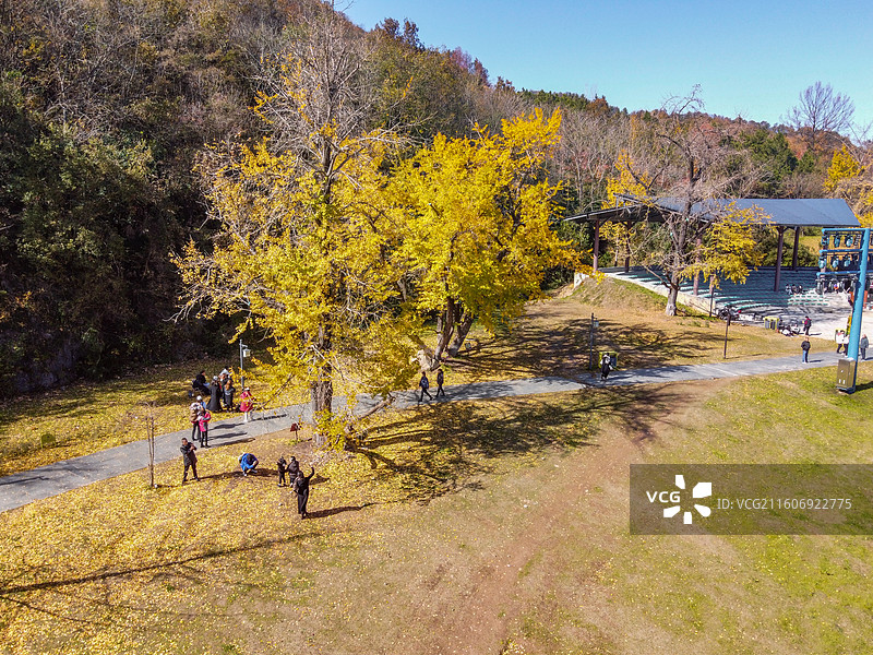 航拍随州千年银杏谷秋景 秋天山林 银杏景观 美丽公园 风景图片素材
