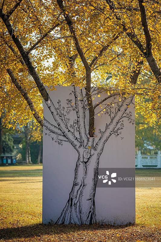 南京古慧济寺秋色和1500年银杏树图片素材