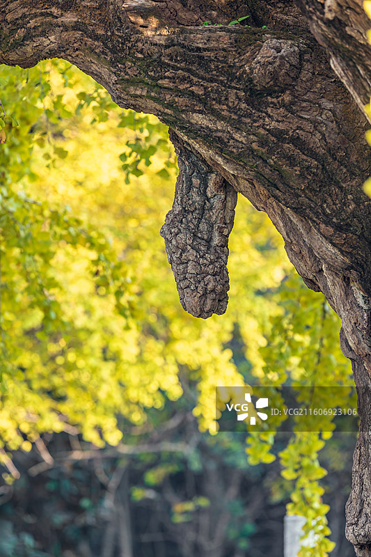 南京古慧济寺秋色和1500年银杏树图片素材