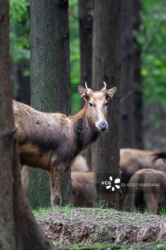江苏盐城大丰麋鹿国家级自然保护区中的麋鹿图片素材