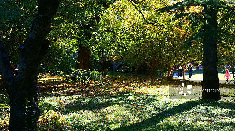 北京五塔寺的秋天图片素材