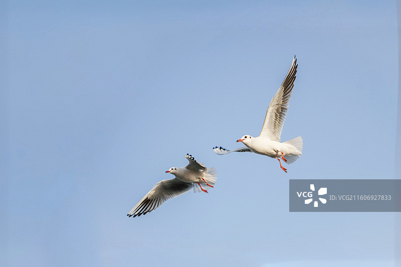 天津市东疆公园的海鸥比翼双飞很多游客投喂图片素材