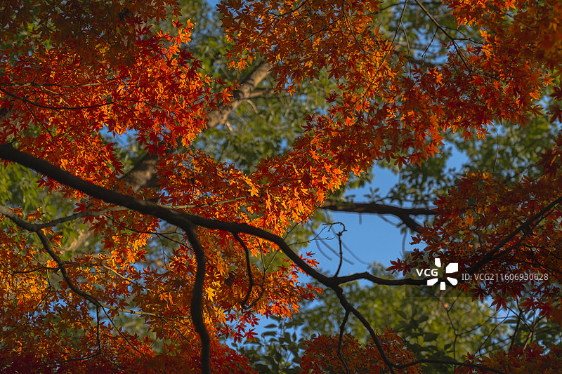 苏州道前街红枫叶图片素材