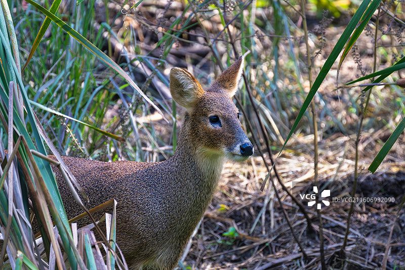 獐子图片素材