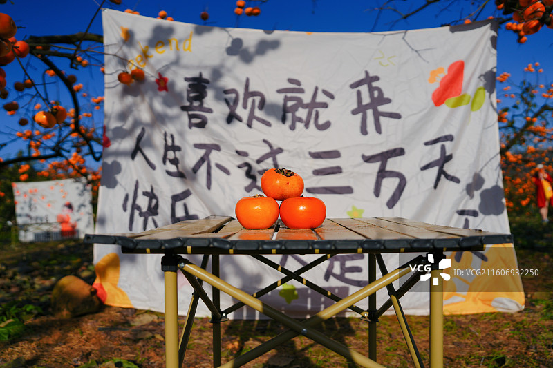 桂林恭城红岩村柿子黄了图片素材