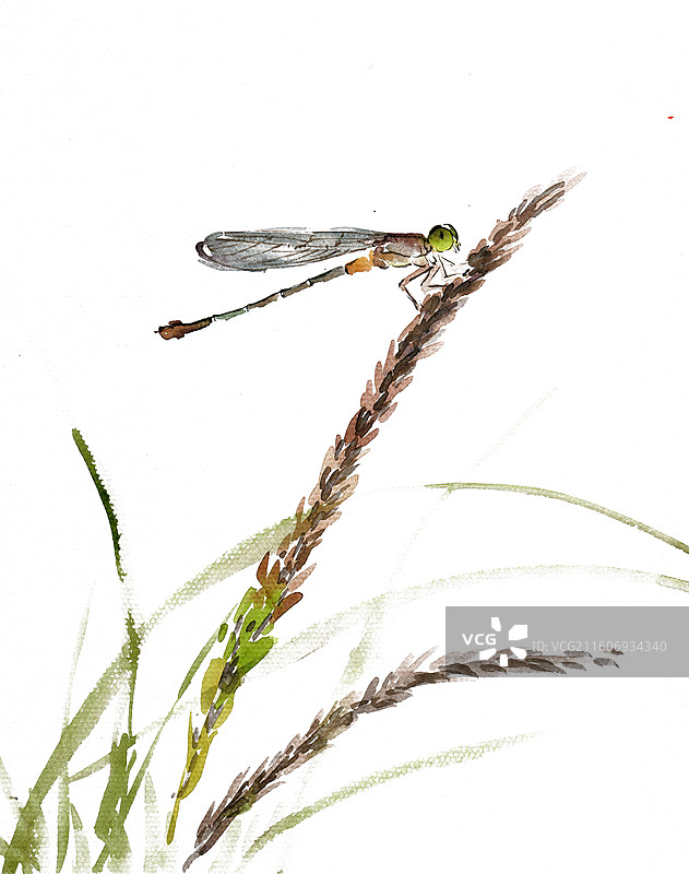 栖息的豆娘图片素材