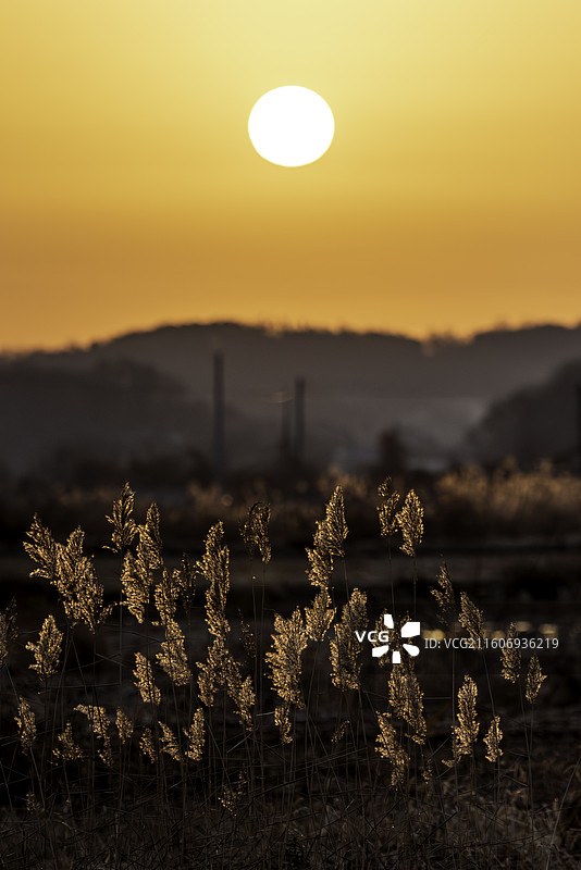 晨光里的芦苇图片素材