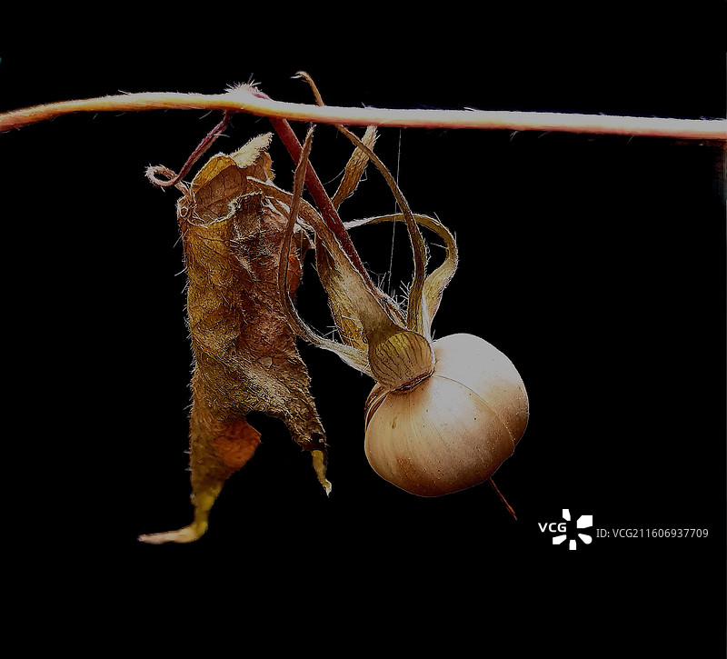 牵牛花籽图片素材