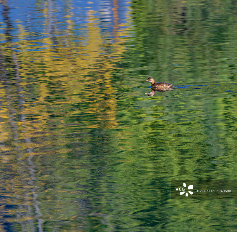 小鸊鷉图片素材