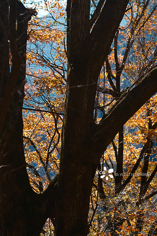 广元市青川县青溪镇唐家河国家级自然保护区图片素材