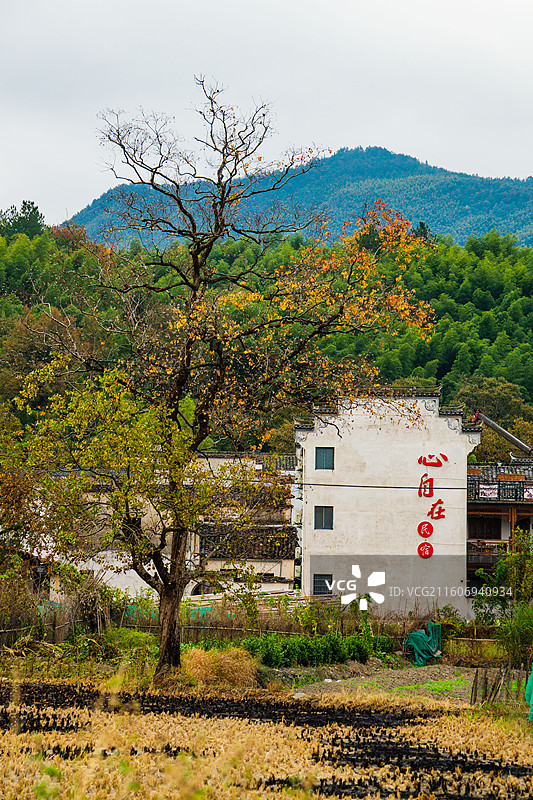 安徽池州塔川秋色图片素材