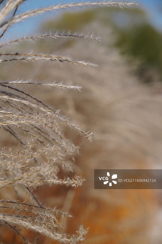 郑州龙子湖公园边的芦苇图片素材