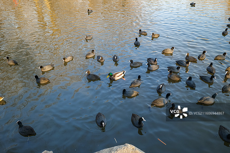 北京圆明园遗址公园-长春园-黑天鹅观赏区图片素材