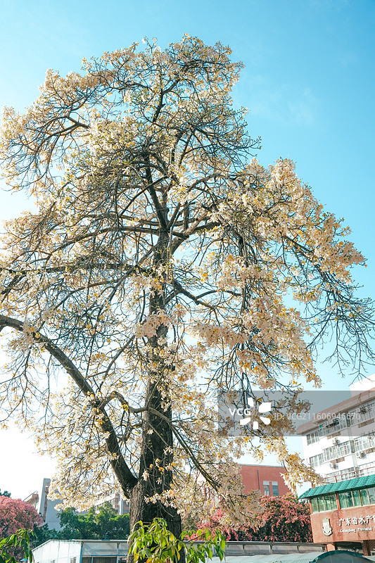 白色异木绵图片素材