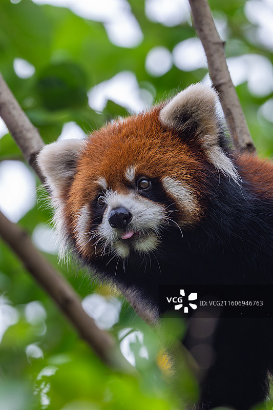小熊猫图片素材