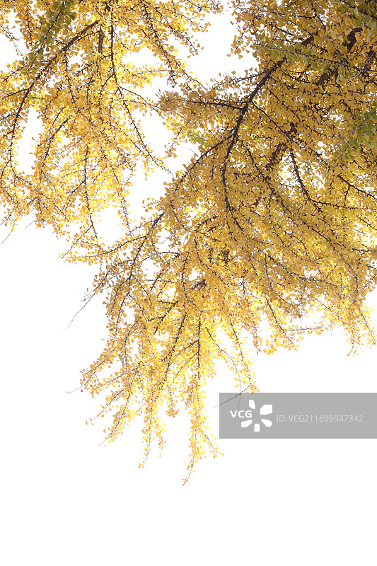 苏州道前街银杏图片素材