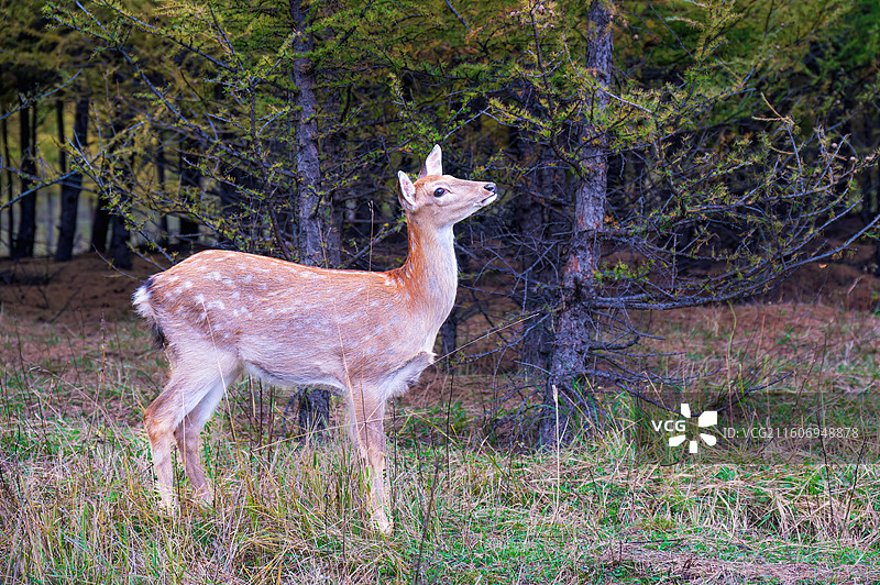 坝上草原鹿苑图片素材