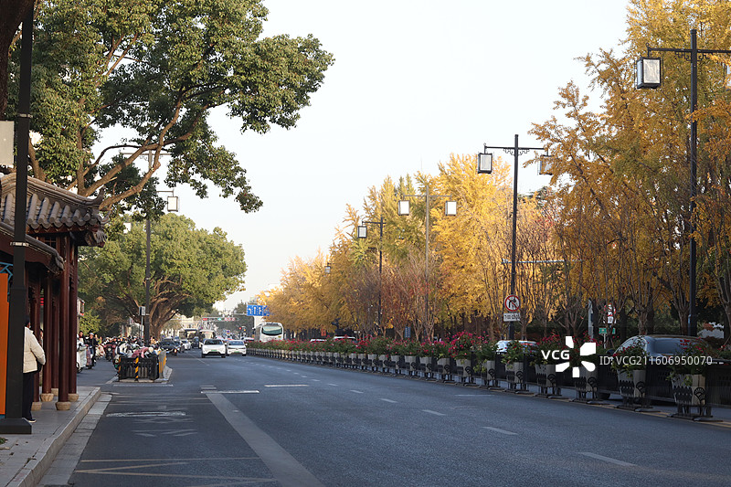苏州道前街银杏图片素材
