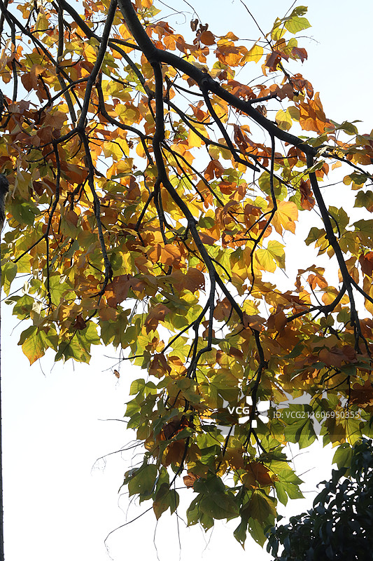 苏州道前街银杏图片素材