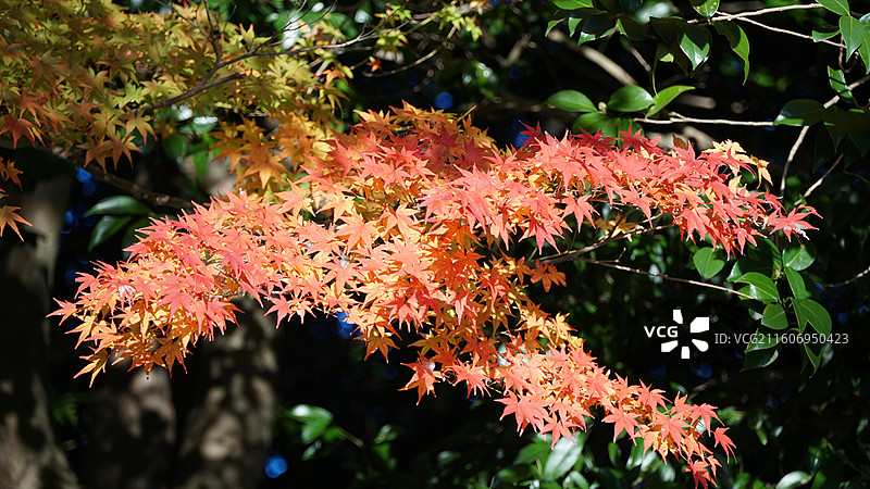 日本秋季自然风景枫叶与森林图片素材