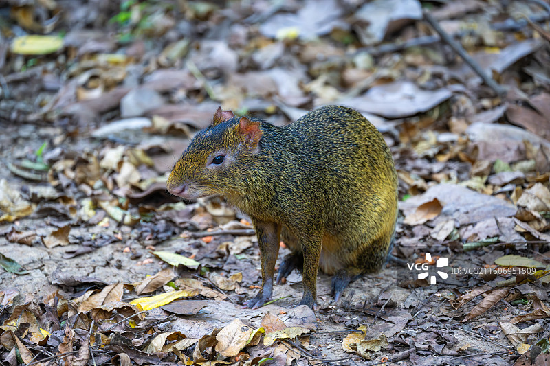 中美刺豚鼠图片素材