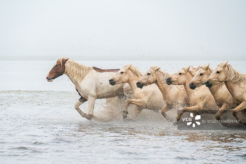 草原上的骏马图片素材