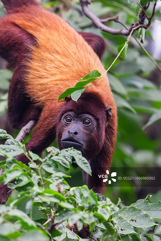 红吼猴图片素材
