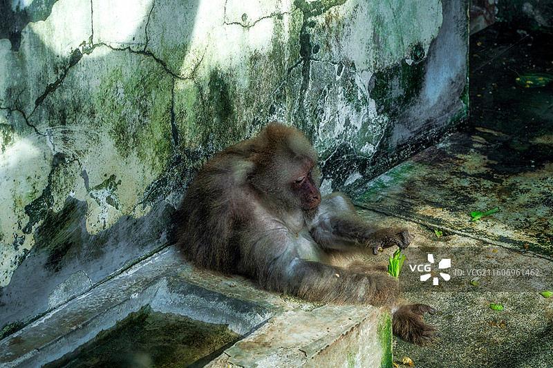 柳州动物园的藏酋猴的特写镜头图片素材