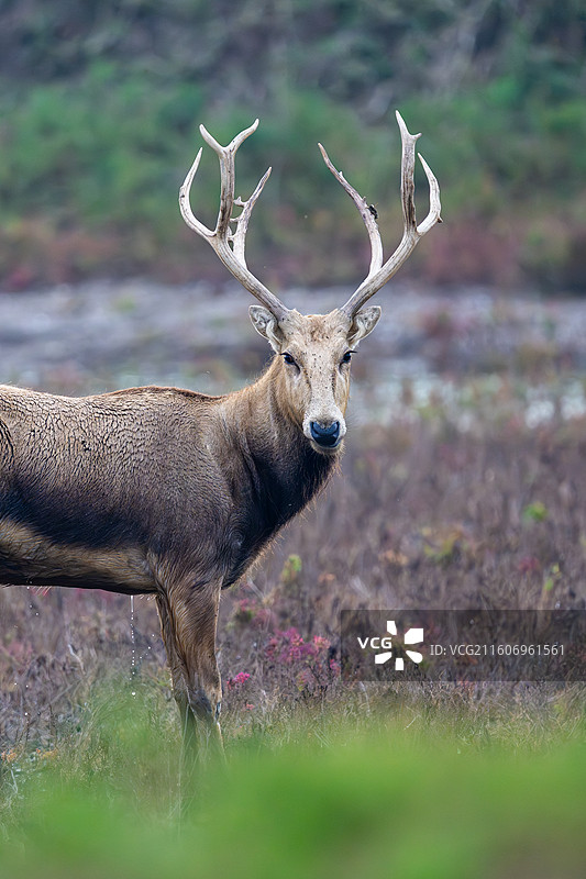 江苏盐城大丰麋鹿国家级自然保护区中的麋鹿图片素材