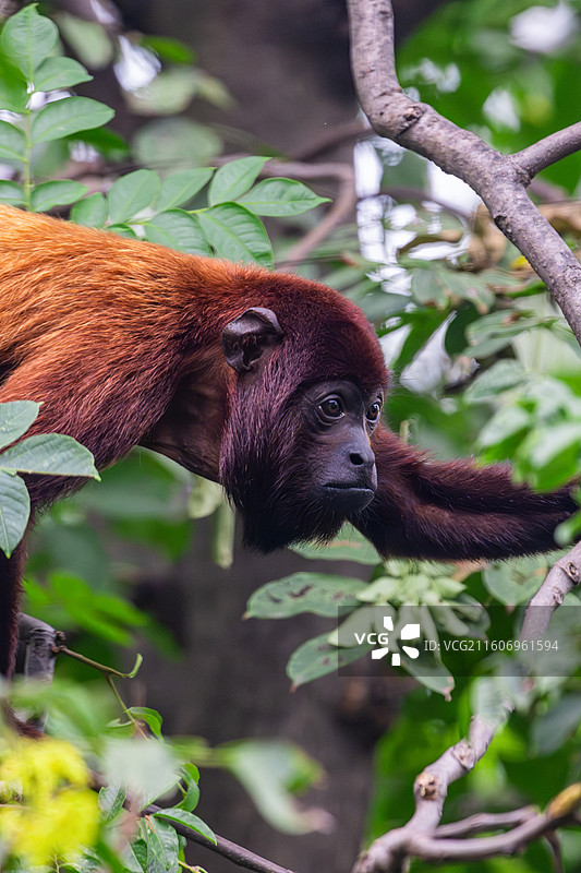 红吼猴图片素材
