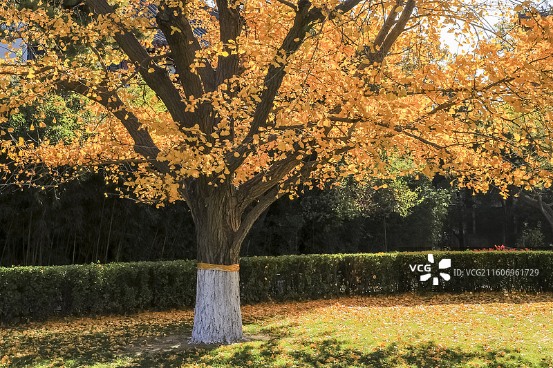 北京海淀北京大学深秋五彩斑斓天然图画图片素材