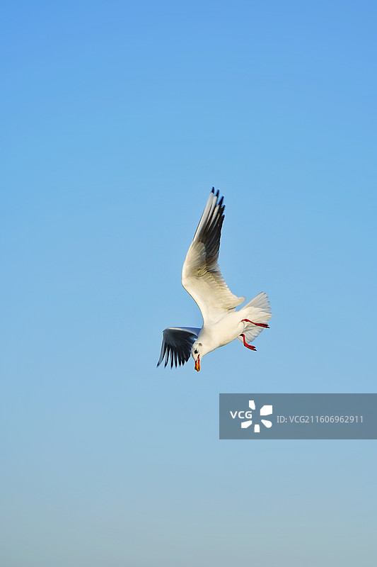 天津市东疆公园的海鸥扑食很多游客投喂图片素材