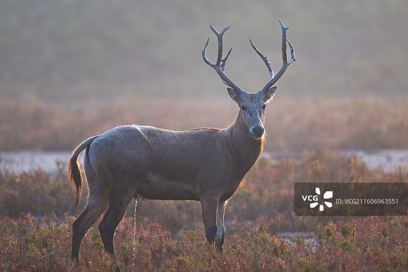 江苏盐城大丰麋鹿国家级自然保护区中的麋鹿图片素材